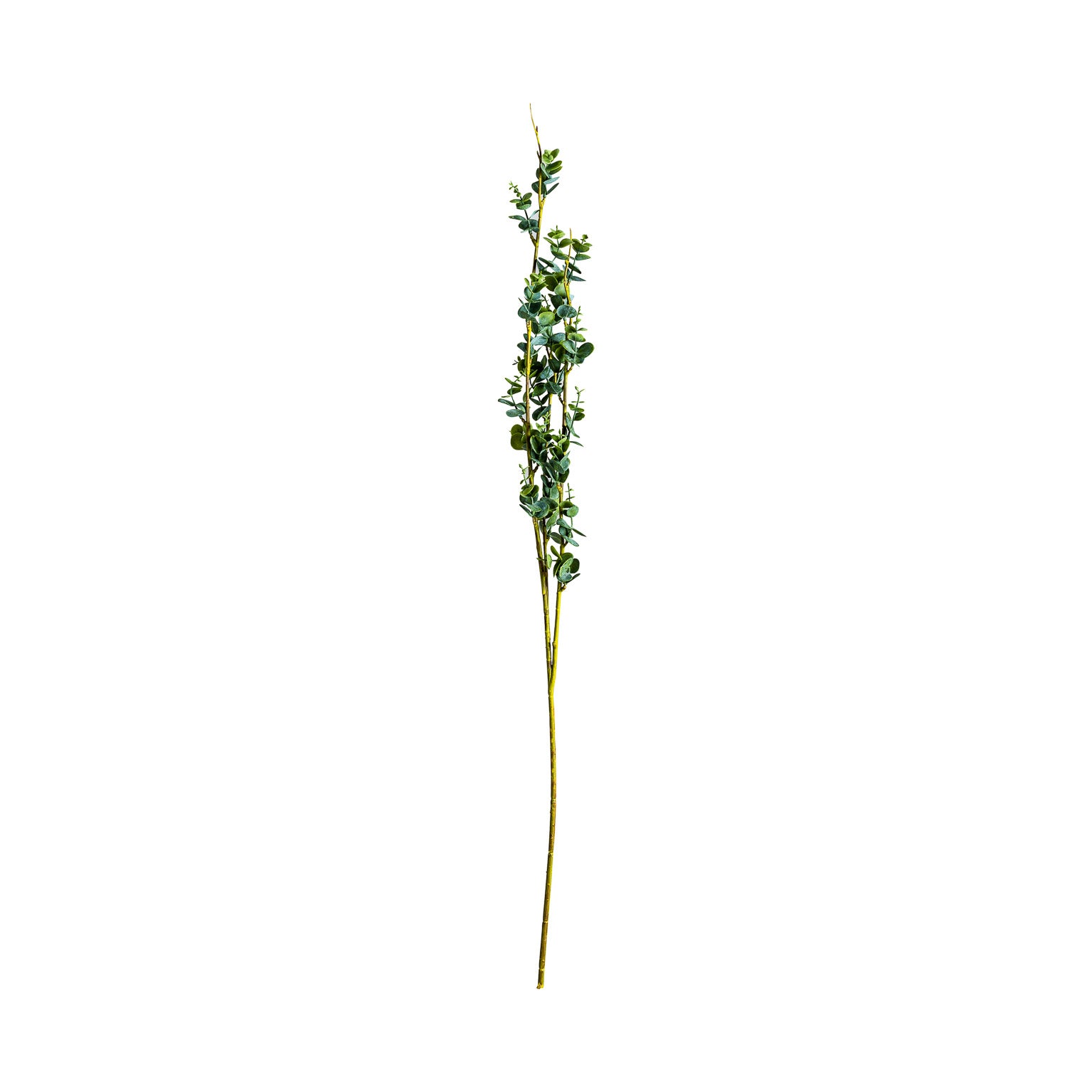 RAMAS PLANT